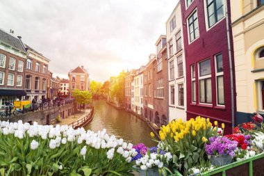 Laleli manzara, geleneksel yel değirmenleri ve Zaanse Schans, Hollanda, Avrupa 'daki kanal yakınlarındaki evler