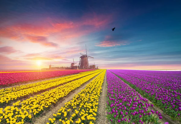 Paisagem com tulipas, moinhos de vento tradicionais holandeses e casas perto do canal em Zaanse Schans, Holanda, Europa — Fotografia de Stock