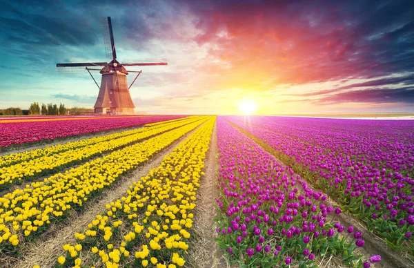 Landskap med tulpaner, traditionella holländska väderkvarnar och hus nära kanalen i Zaanse Schans, Nederländerna, Europa — Stockfoto
