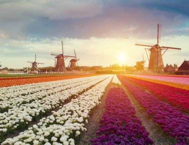 Hollanda yel değirmenleri için önde gelen Rotterdam kanala yolun. Holland. Hollanda