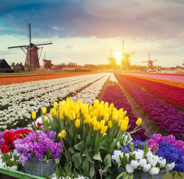 Hollanda yel değirmenleri için önde gelen Rotterdam kanala yolun. Holland. Hollanda