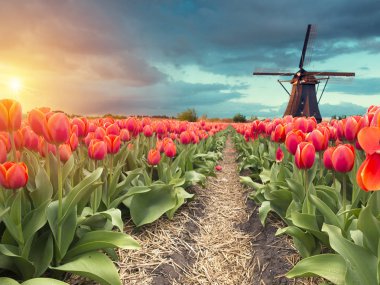 Hollanda kanalı boyunca Hollanda yel değirmenleri olan canlı pembe laleler