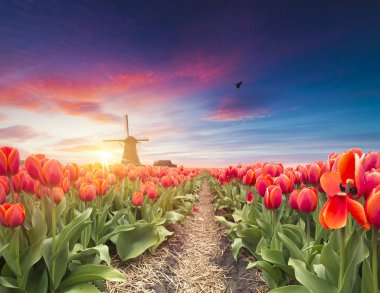 Hollanda kanalı boyunca Hollanda yel değirmenleri olan canlı pembe laleler