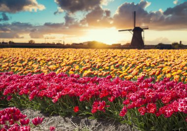 Hollanda kanalı boyunca Hollanda yel değirmenleri olan canlı pembe laleler