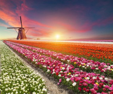 Hollanda yel değirmenleri için önde gelen Rotterdam kanala yolun. Holland. Hollanda