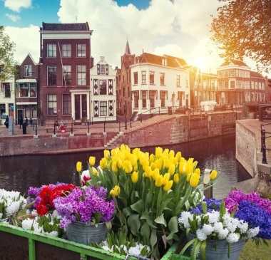 Hollanda yel değirmenleri için önde gelen Rotterdam kanala yolun. Holland. Hollanda