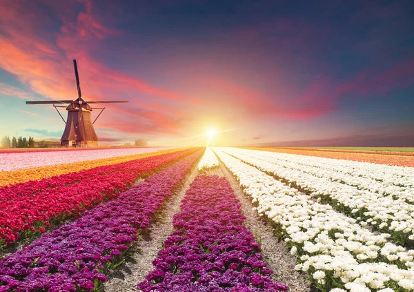 La carretera que conduce a los molinos de viento holandeses desde el canal en Rotterdam. Holanda. Países Bajos — Foto de Stock