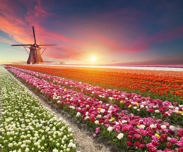 The road leading to the Dutch windmills from the canal in Rotterdam. Holland. Netherlands — Stock Photo, Image