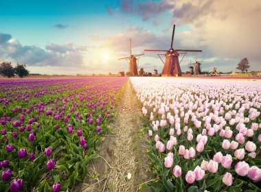 Hollanda kanalı boyunca Hollanda yel değirmenleri olan canlı pembe laleler