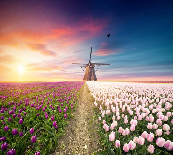 Hollanda yel değirmenleri için önde gelen Rotterdam kanala yolun. Holland. Hollanda — Stok fotoğraf