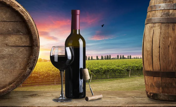 Стиглі вино винограду на лози в Тоскані, Італія. Мальовничі ферми вина, виноградники. Під час заходу сонця тепле світло — стокове фото