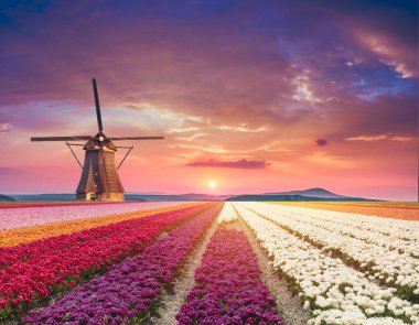 Hollanda 'nın geleneksel yel değirmeni ve laleleri ile Hollanda manzarası