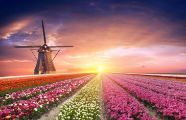 Hollanda 'nın geleneksel yel değirmeni ve laleleri ile Hollanda manzarası