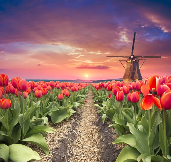 オランダの伝統的なオランダの風景典型的な風車とチューリップ、オランダの田舎 — ストック写真