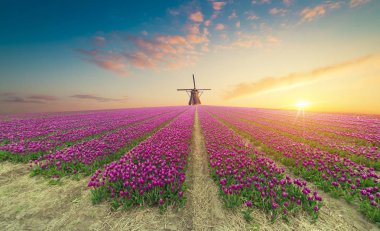 Hollanda yel değirmenleri için önde gelen Rotterdam kanala yolun. Holland. Hollanda