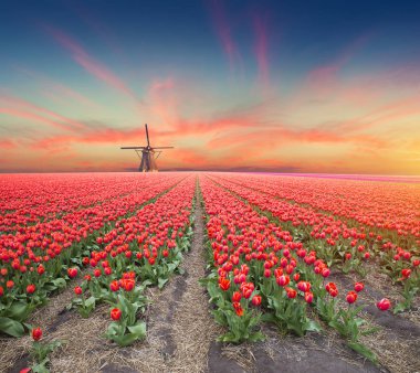 Hollanda yel değirmenleri için önde gelen Rotterdam kanala yolun. Holland. Hollanda