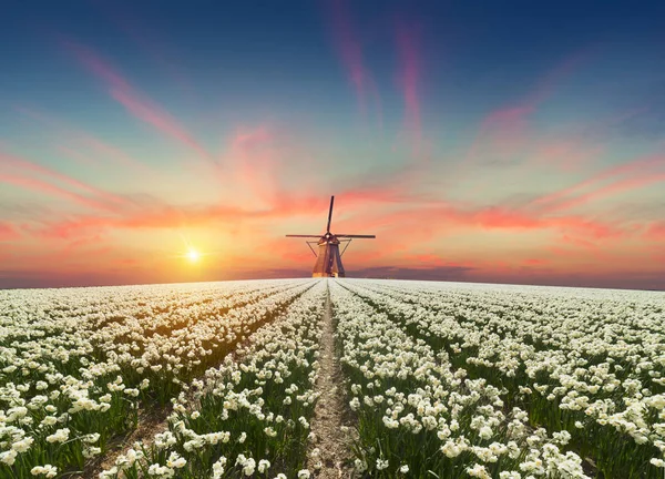 A estrada que conduz aos moinhos de vento holandeses do canal em Roterdão. Holanda. Países Baixos — Fotografia de Stock