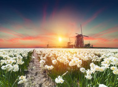 Hollanda yel değirmenleri için önde gelen Rotterdam kanala yolun. Holland. Hollanda
