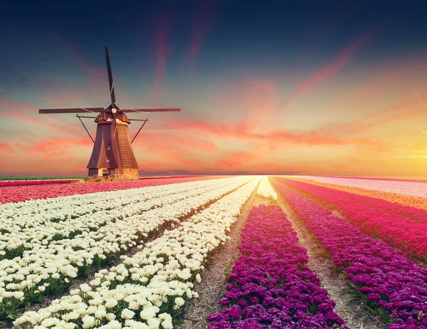 La carretera que conduce a los molinos de viento holandeses desde el canal en Rotterdam. Holanda. Países Bajos — Foto de Stock