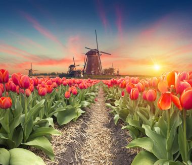 Hollanda yel değirmenleri için önde gelen Rotterdam kanala yolun. Holland. Hollanda