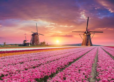 Hollanda 'nın geleneksel yel değirmeni ve laleleri ile Hollanda manzarası