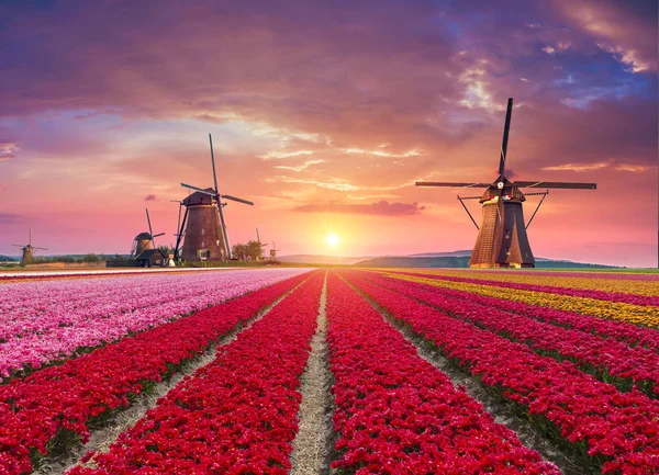 stock image traditional Netherlands Holland dutch scenery with one typical windmill and tulips, Netherlands countryside