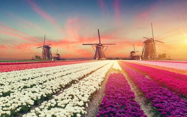 traditional Netherlands Holland dutch scenery with one typical windmill and tulips, Netherlands countryside