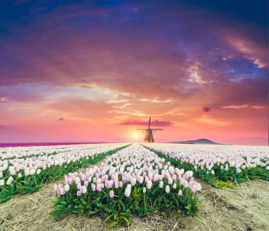 Hollanda yel değirmenleri için önde gelen Rotterdam kanala yolun. Holland. Hollanda