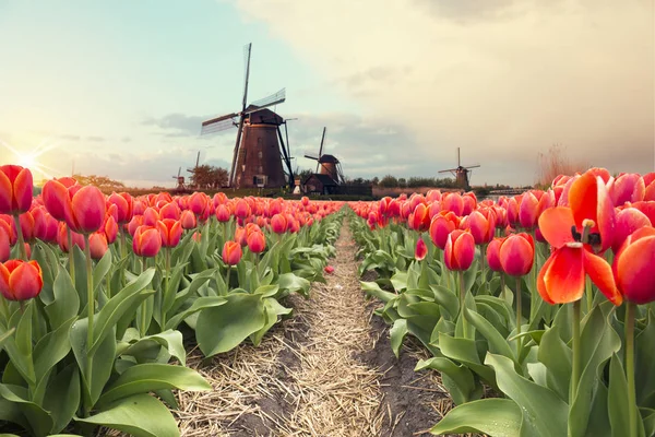 Cesta vedoucí k holandské větrné mlýny od kanálu v Rotterdamu. Holland. Nizozemsko — Stock fotografie