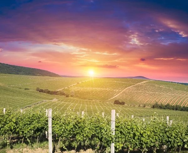 Uvas de vino maduras en viñedos en Toscana, Italia. Pintoresca granja de vinos, viñedo. Luz cálida puesta de sol — Foto de Stock