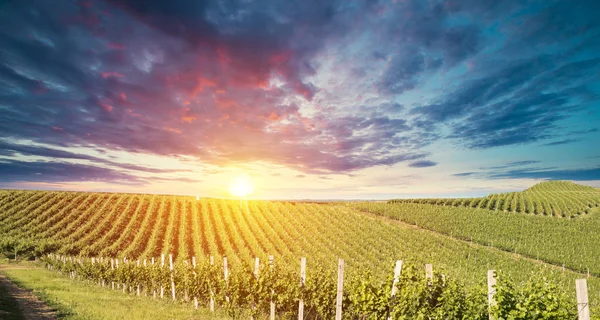 Uvas de vinho maduras em vinhas na Toscana, Itália. Quinta de vinhos pitoresca, vinha. Pôr do sol luz quente — Fotografia de Stock