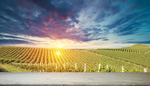 Ripe wine grapes on vines in Tuscany, Italy. Picturesque wine farm, vineyard. Sunset warm light — Stock Photo, Image