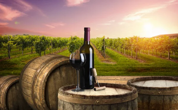 Uvas de vino maduras en viñedos en Toscana, Italia. Pintoresca granja de vinos, viñedo. Luz cálida puesta de sol — Foto de Stock