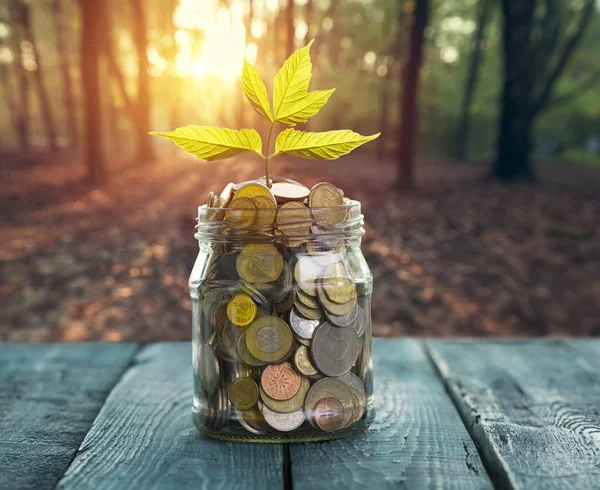 Savings money jar full of coins on soil Plant Growing In Savings Coins investment and etirement or education Concept