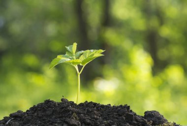 Ağaç dikimi gönüllünün ellerinde büyüyen ile ekolojik dostu ve sürdürülebilir çevre kavramı