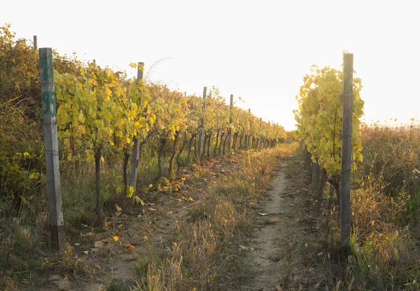 Mooi landschap van wijngaarden in Toscane. Chianti regio in het zomerseizoen. Italië. — Stockfoto