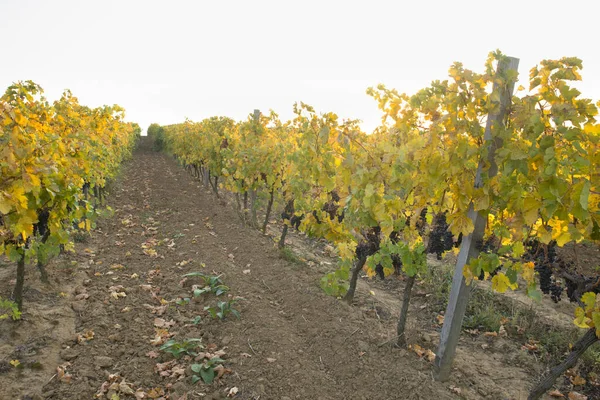 Hermoso paisaje de viñedos en Toscana. Región de Chianti en temporada de verano. Italia . — Foto de Stock
