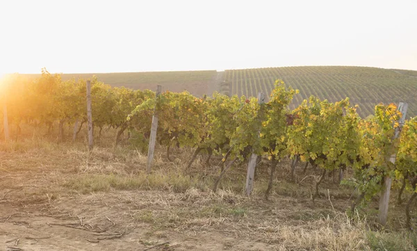 Hermoso paisaje de viñedos en Toscana. Región de Chianti en temporada de verano. Italia . — Foto de Stock