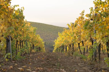 Beautiful landscape of Vineyards in Tuscany. Chianti region in summer season. Italy. clipart