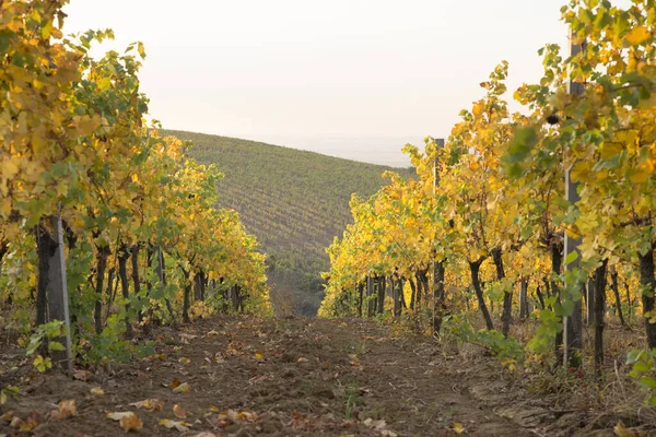 Hermoso paisaje de viñedos en Toscana. Región de Chianti en temporada de verano. Italia . — Foto de Stock