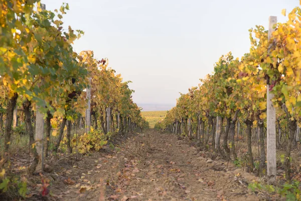 Mooi landschap van wijngaarden in Toscane. Chianti regio in het zomerseizoen. Italië. — Stockfoto