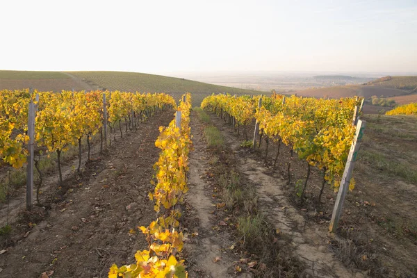 Hermoso paisaje de viñedos en Toscana. Región de Chianti en temporada de verano. Italia . — Foto de Stock