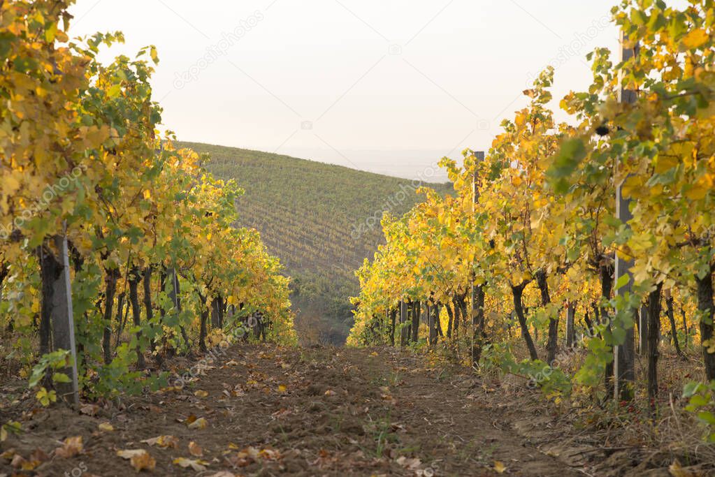 Beautiful landscape of Vineyards in Tuscany. Chianti region in summer season. Italy.
