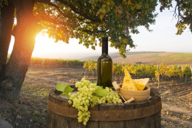 Tuscany, İtalya 'da üzüm bağında kırmızı şarap