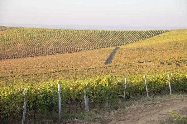 Hermoso paisaje de viñedos en Toscana. Región de Chianti en temporada de verano. Italia . — Foto de Stock