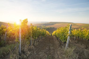 Beautiful landscape of Vineyards in Tuscany. Chianti region in summer season. Italy. clipart