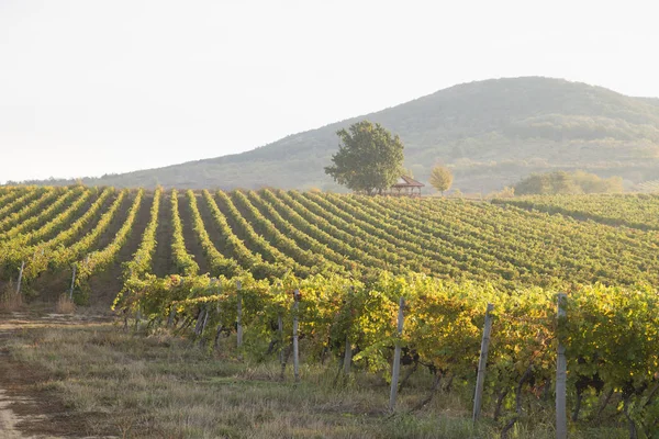 Hermoso paisaje de viñedos en Toscana. Región de Chianti en temporada de verano. Italia . — Foto de Stock