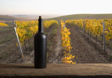 Tuscany, İtalya 'da üzüm bağında kırmızı şarap