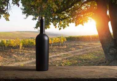 Tuscany, İtalya 'da üzüm bağında kırmızı şarap