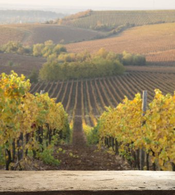 Chianti, Toskana, İtalya 'da üzüm bağında beyaz şarap